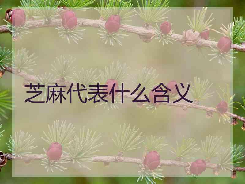 芝麻代表什么含义