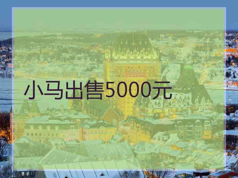 小马出售5000元