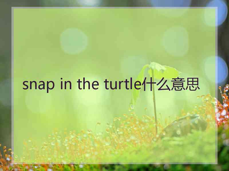 snap in the turtle什么意思